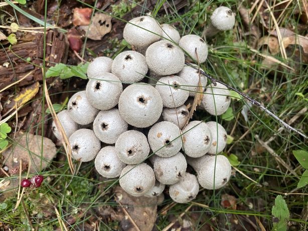 A cluster of puff ball mushrooms (Sarah Marshall/PA)