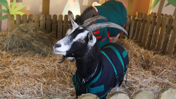 The live animal crib will return to the Mansion House this Christmas (File: RollingNews.ie)