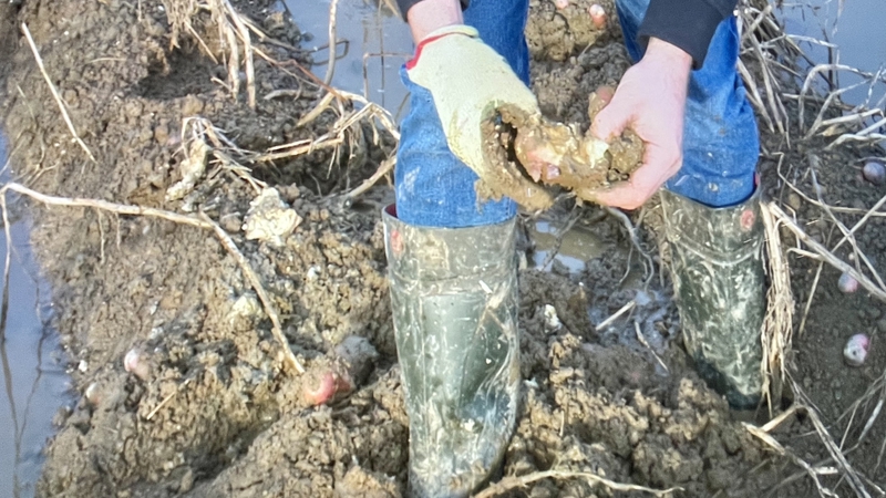 Waterlogged fields have impeded this year's potato harvest