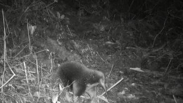 The echidna photographed for the first time on the last day of a four-week expedition (Pic: Expedition Cyclops)