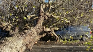 A fallen tree brought down by Storm Debi on Leeson Park, Ranelagh, Dublian