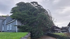 A tree has fallen on a house at Crieve, Killoe, Co Longford. No one was injured in the incident.

(Photo credit: Tiernan Dolan)
