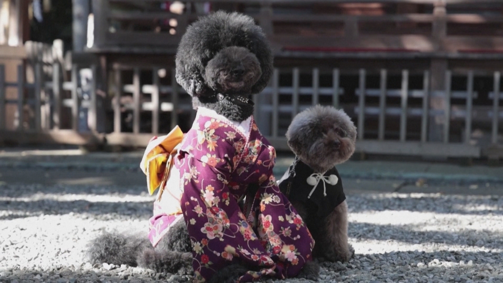 Japan’s Shichi-Progress-San Ritual for Youngsters Now Preformed for Pets