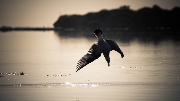 The study, which also covered the Channel Islands off the coast of northern France, found that 11 out of 21 seabird species had seen a loss in numbers