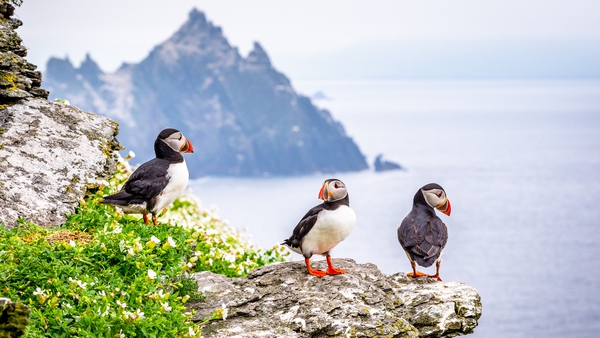 The number of Puffins in Ireland has reduced by almost 30% since the turn of the century