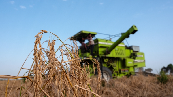 Cereal production fell by nearly 500,000 tonnes in 2023