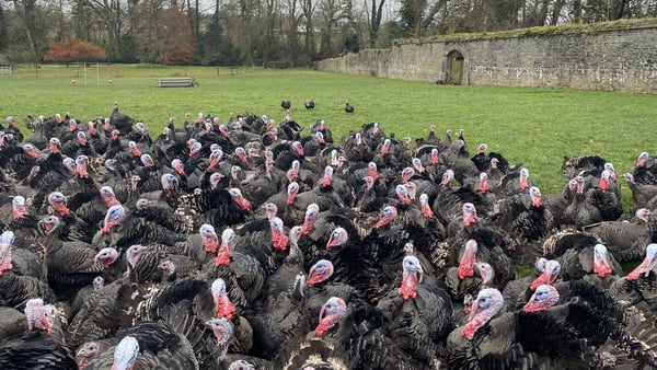 Hogan's Turkeys in Co Meath has grown from producing around 70 birds for Christmas 50 years ago to up to 70,000 birds for the Irish Christmas market