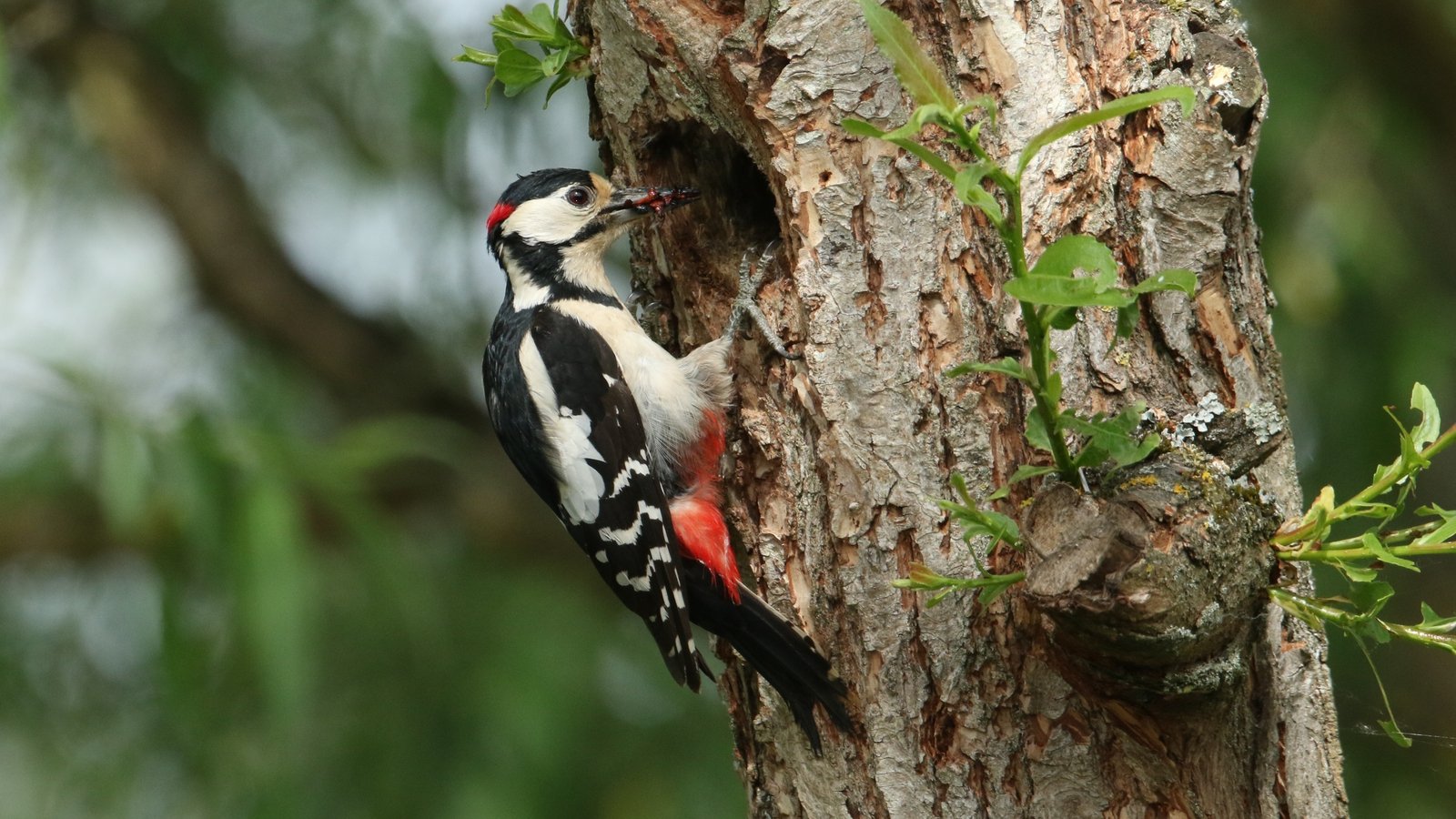 Woodpeckers blamed for damage to electricity poles
