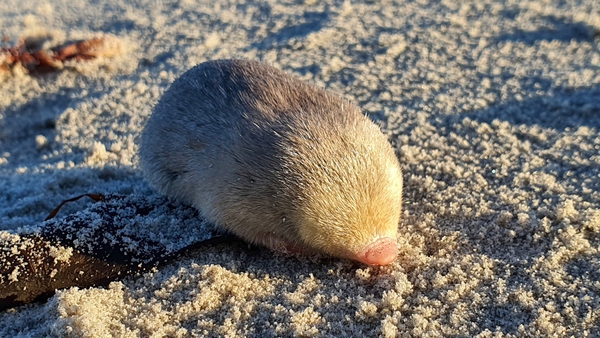 Researchers covered up to 18km of dune habitat a day as they spent months hunting for signs of the mole