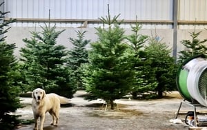Sinéad Ní Uallacháin visits a Christmas Tree Farm