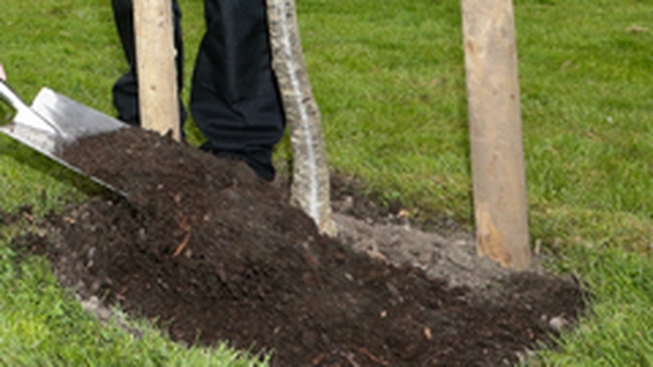 Dubbed the 'Darndale Donut', 3,000 native trees are being planted across 4,500sq/m at Darndale Park (file image)