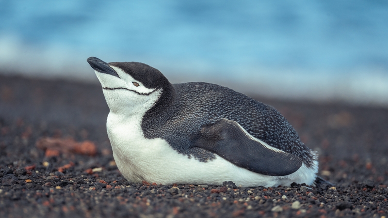 Penguins snatch 11 hours of sleep through micronaps