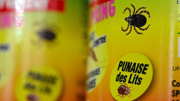 In September and October, the French government said it was launching a concerted effort to combat high levels of bedbugs (file image)