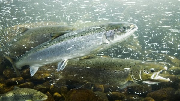 Inland Fisheries Ireland said the salmon were found in the lower Ballisodare River near Sligo town (Stock image)
