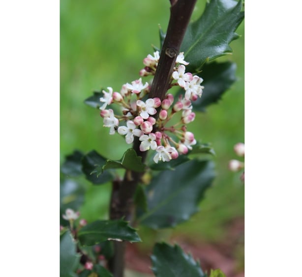White flowers on a holly bush