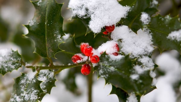 There's more to this festive bush than meets the eye, says Sam Wylie-Harris.