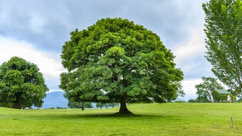 An oak tree at Killarney National Park. Photo: Getty Images