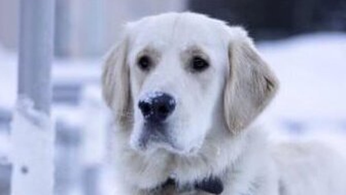 Can You Bring Our Dog To Ireland? Liveline RTÉ Radio 1