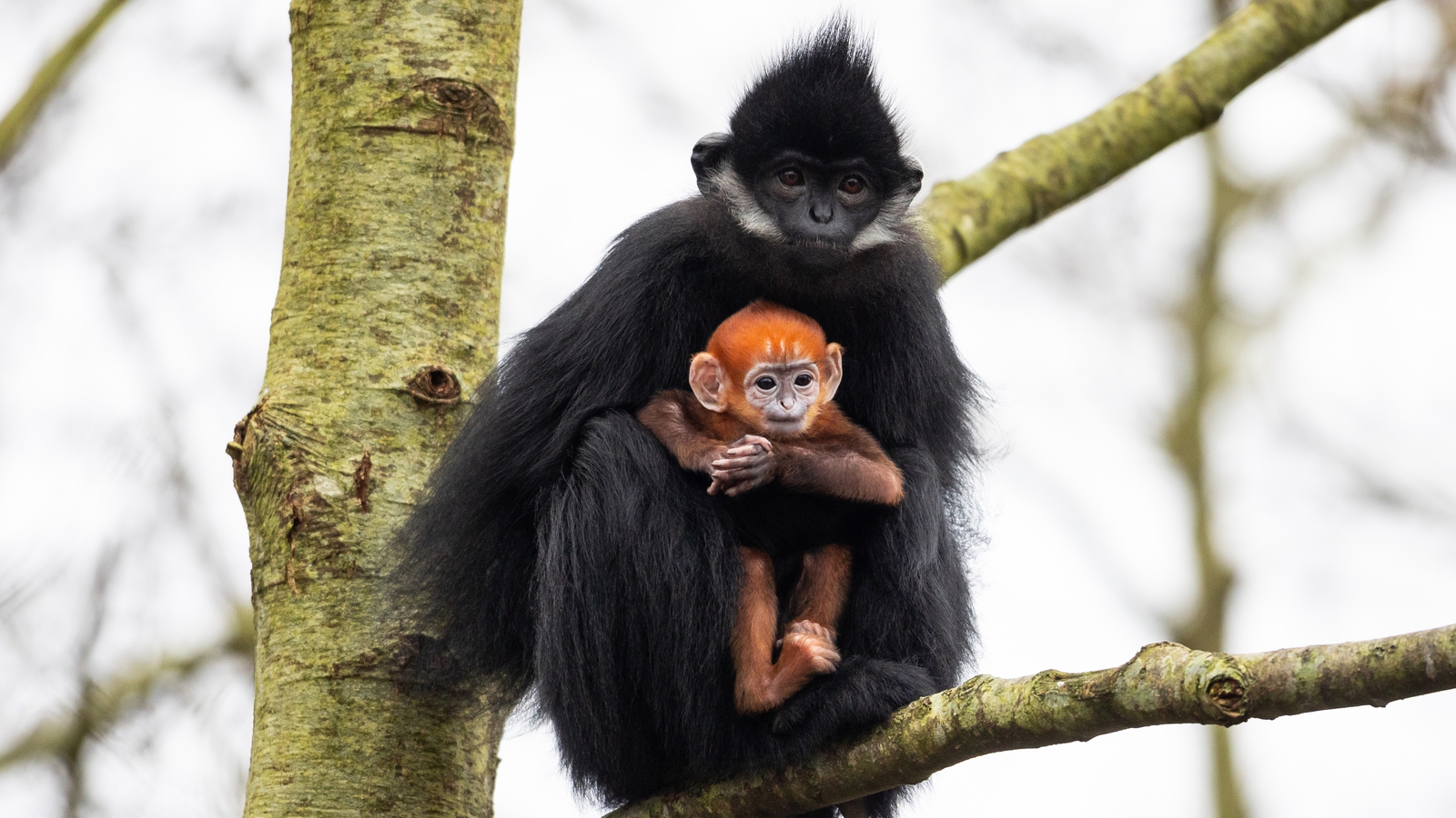 Fota welcomes baby endangered François' langur monkey