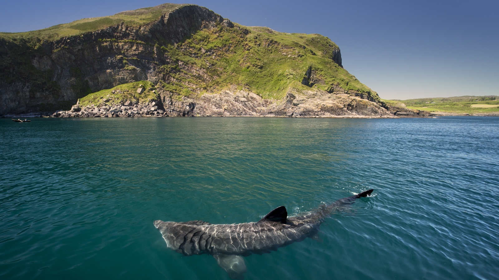 Sharks: What's Swimming Around The Irish Coast?!