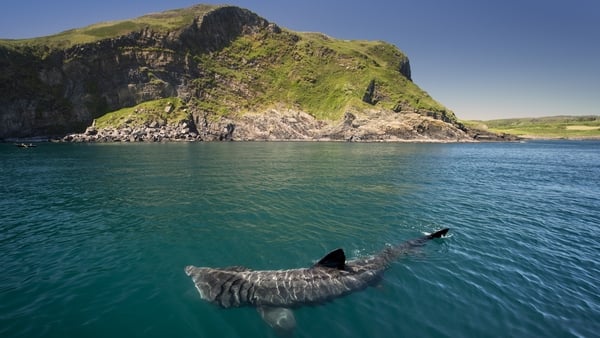 A Basking Shark along the Irish coast at Baltimore, Co Cork.