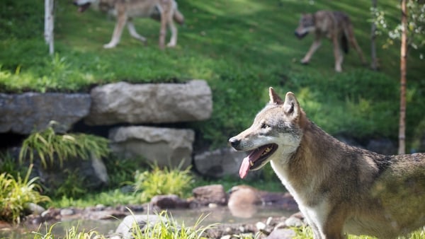 Wolves in their habitat at Dublin Zoo