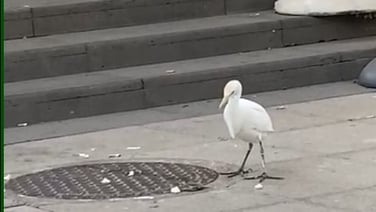 Mooney Goes Wild Bird