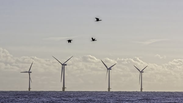 One of the main risks to seabirds from offshore wind farms (OWFs) is collision with turbines, resulting in death. Photo: Getty Images