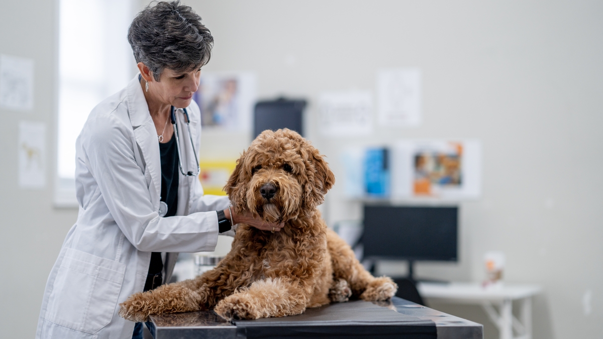 I Can't Afford My Dog's Vet Fees Liveline RTÉ Radio 1