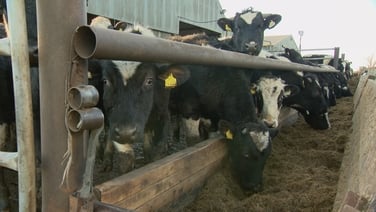 Watch: Farmer “lucky to be alive” after being trampled on by bull