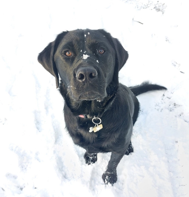 Snowy dog
