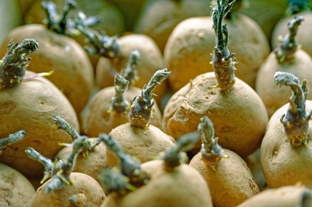 Chitting potatoes (Alamy/PA)