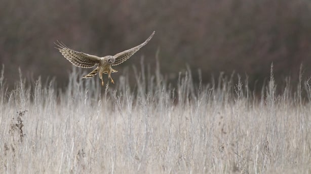 Farmers doing 'heavy lifting' on hen harrier conservation