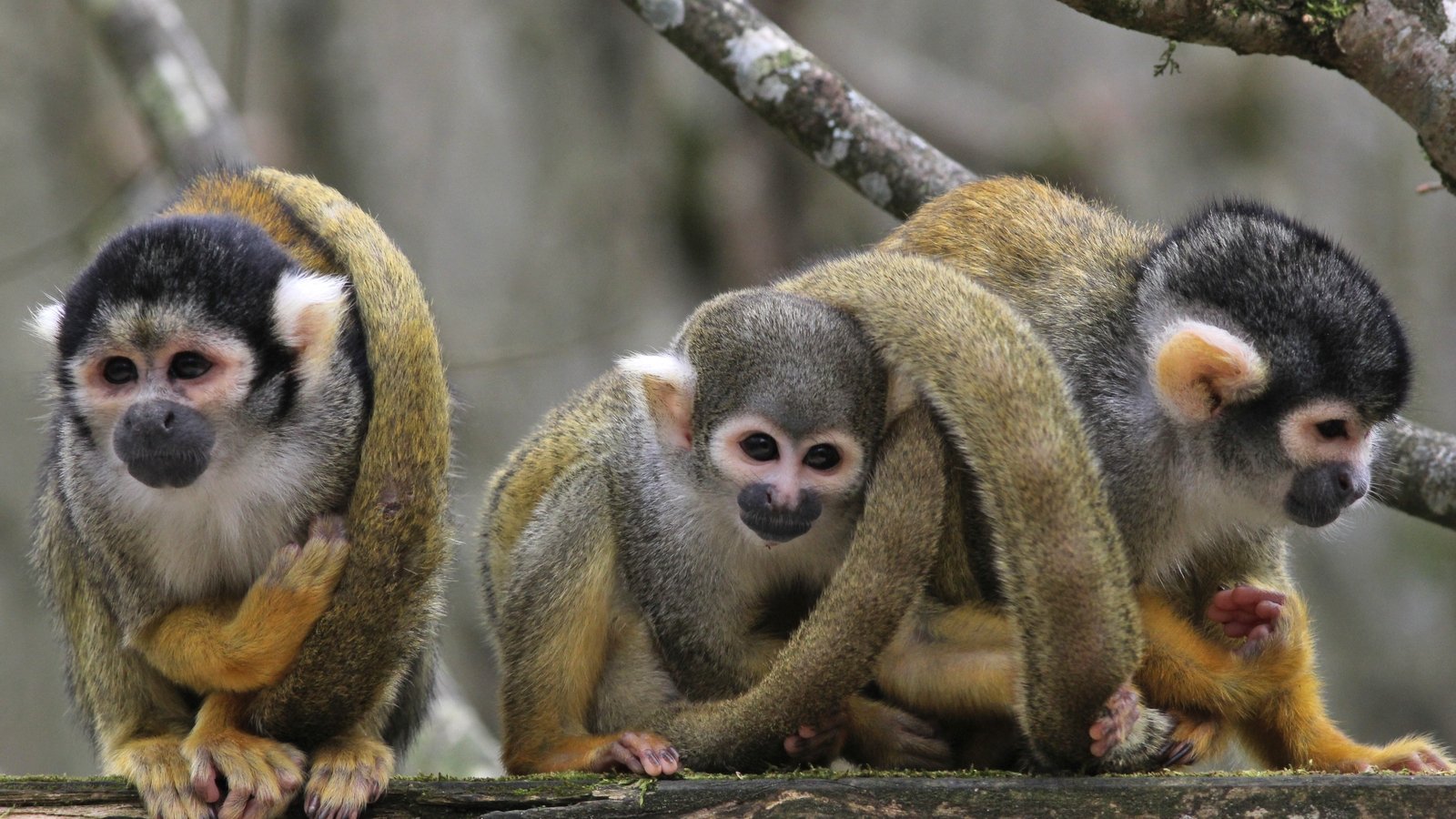 Man Arrested After 14 Monkeys Stolen From French Zoo