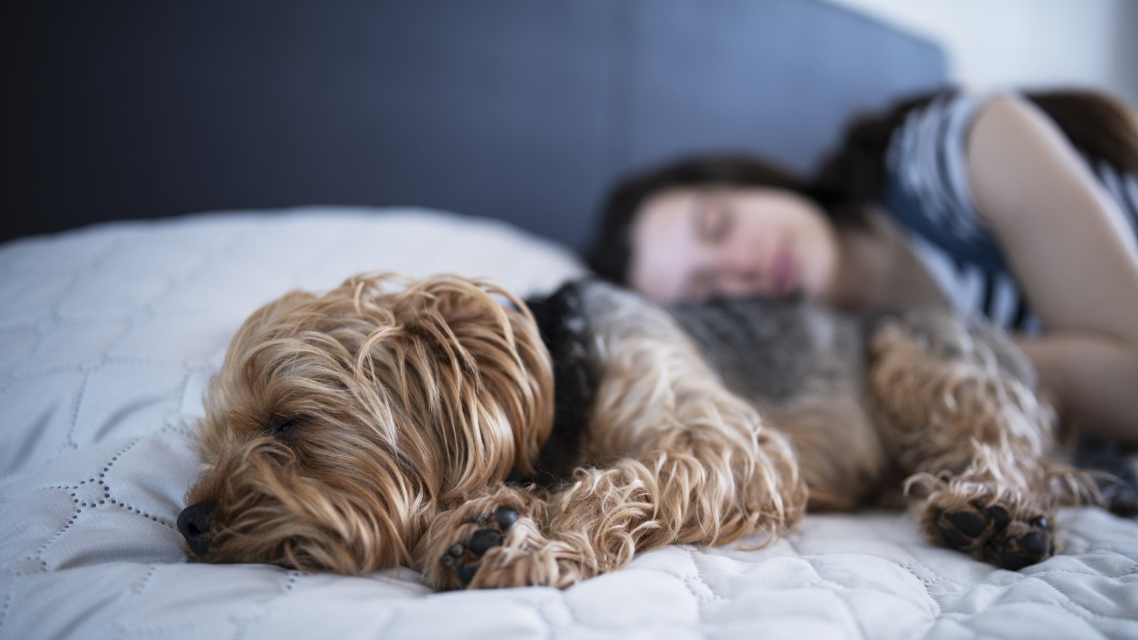 Should you share a bed with your dog or cat?