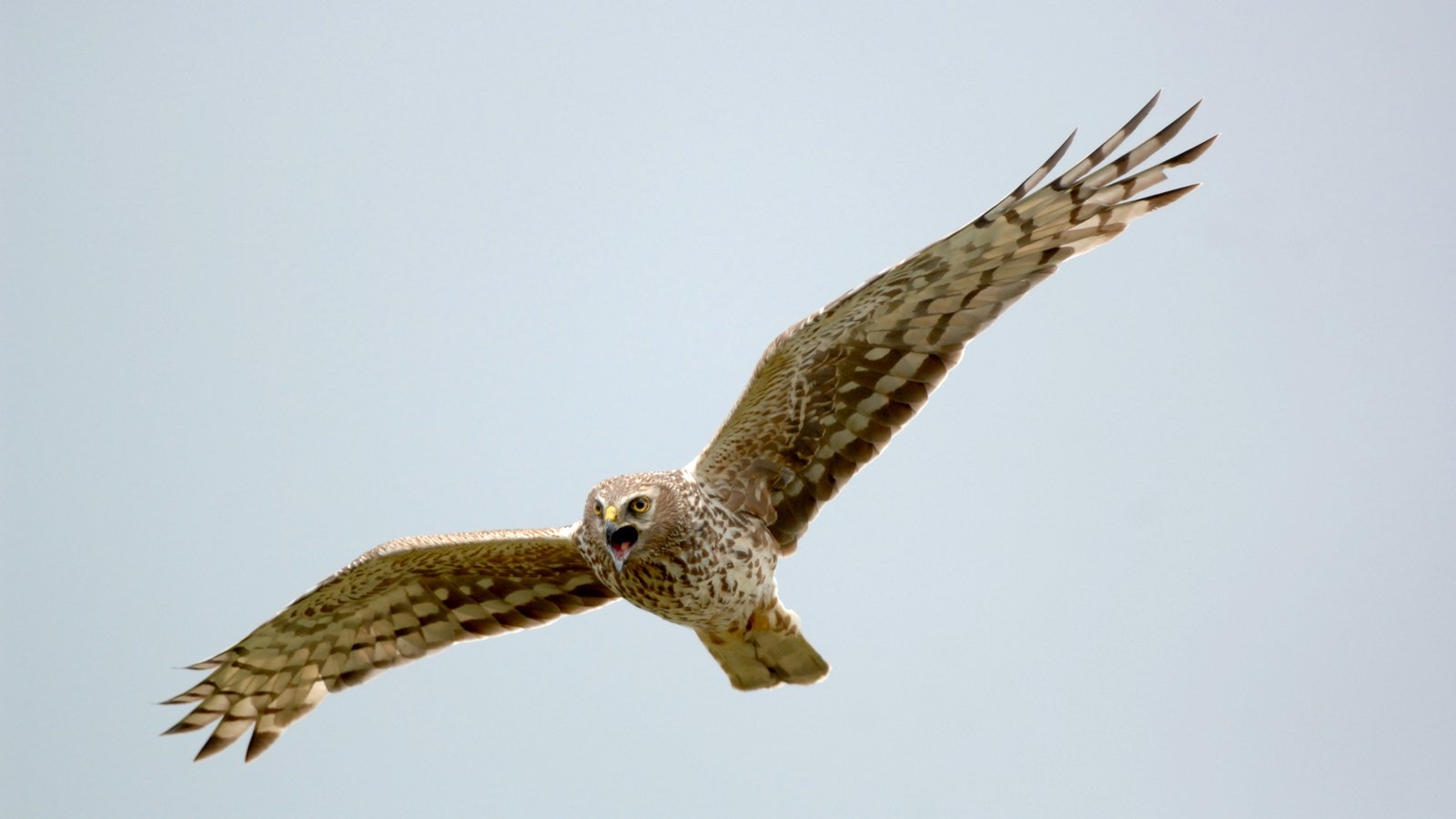 Farmers Doing Heavy Lifting On Hen Harrier Conservation 8674