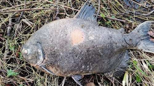 Inland Fisheries Ireland said it is examining the 2kg dead Pacu fish (Pic: Steve Clinch)