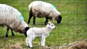 Sheep Worrying - Why your pet dog MIGHT be a mena…