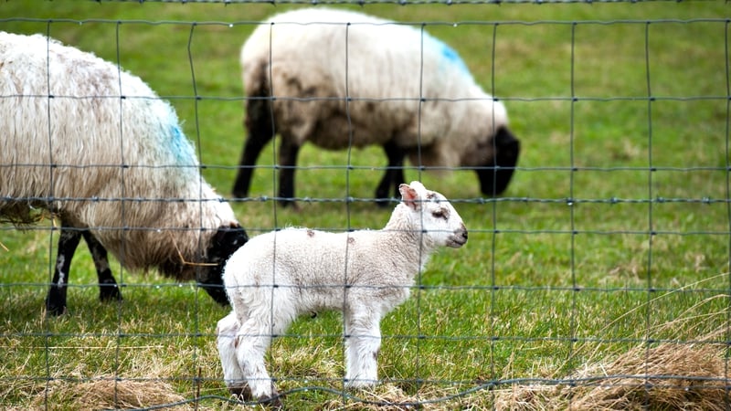 Demand for lamb on the rise