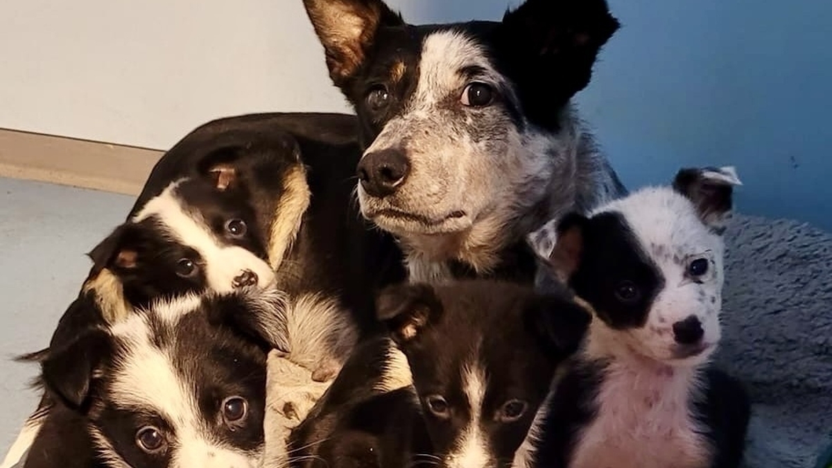Galway dog charity plea to farmers as numbers of collie pups rise