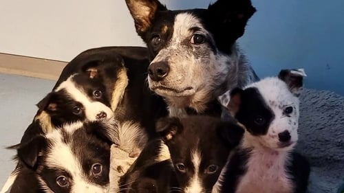 Farmers urged to prevent careless breeding of collie dogs