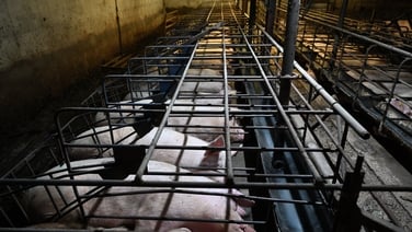 Call for pig farming ban in Ireland after secret recordings