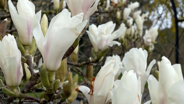 The magnolia trees at the National Botanic Gardens are currently in full bloom