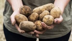 Farmers get potatoes into the ground at last