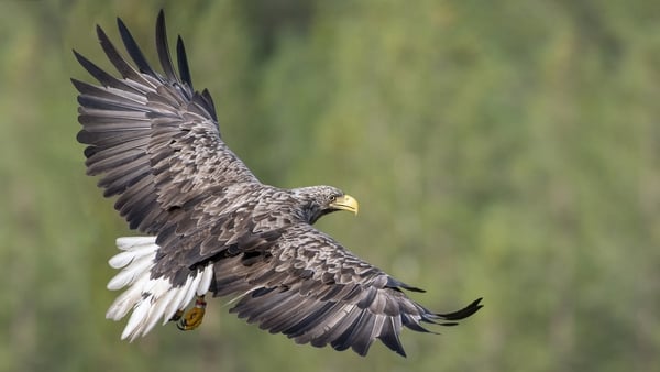 White-tailed eagles are a rare and endangered species (file photo)