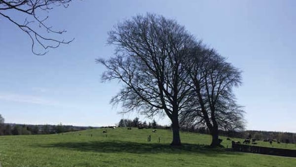 Cows chewing their cud on The Cnocán, Killinure North, Glassan, Co Westmeath. Photo: Westmeath Field Names Project