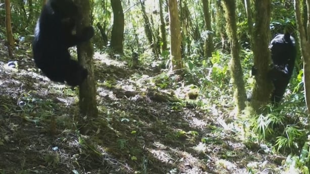 Conservation project finds 'Paddington' bears in Bolivia