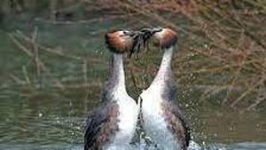 Naturefile - Crested Grebes