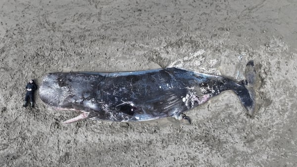 The whale was washed ashore on Saturday (Picture: Marcus Hogan)