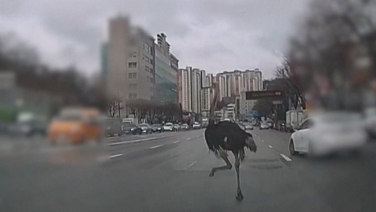 Eyewitness video captures runaway ostrich on South Korea road